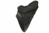 Partial, Fossil Megalodon Tooth - South Carolina #168923-1
